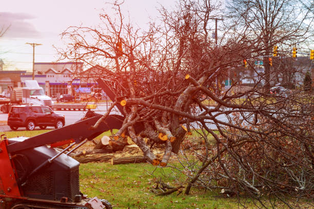  Twisp, WA Tree Care Pros