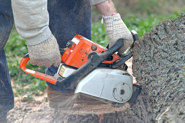 Best Root Management and Removal  in Twisp, WA
