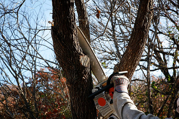 How Our Tree Care Process Works  in  Twisp, WA