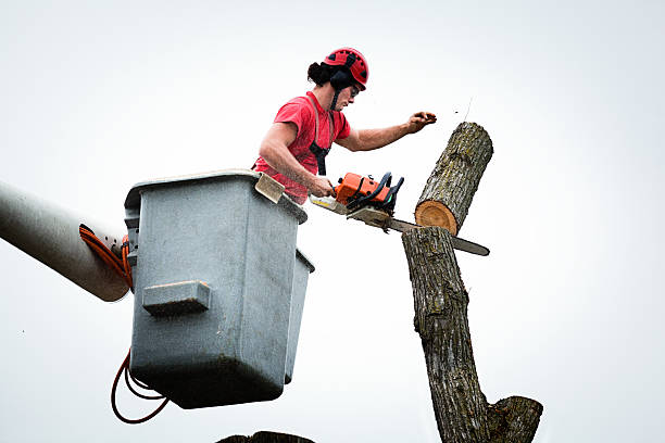 Professional Tree Care in Twisp, WA