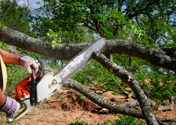 Best Fruit Tree Pruning  in Twisp, WA