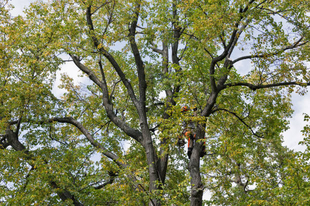 Best Emergency Tree Removal  in Twisp, WA